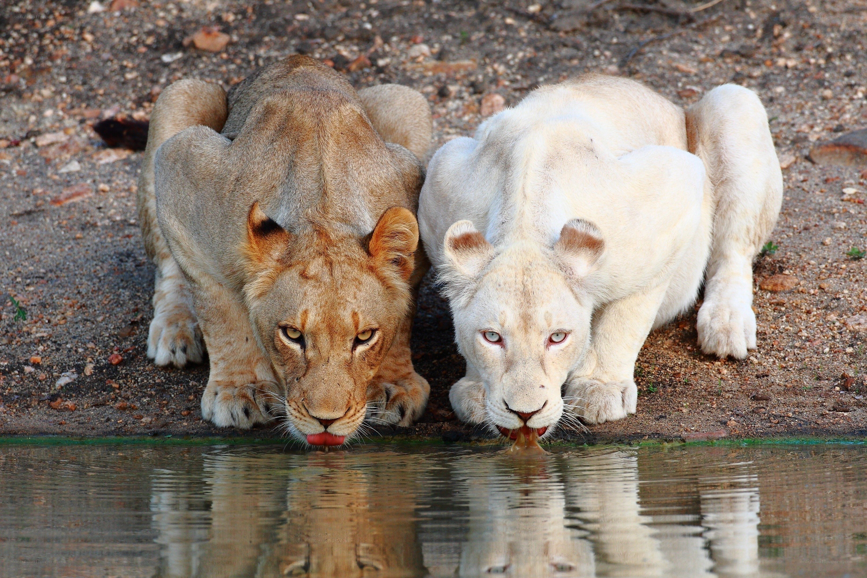 Two lions drinking water