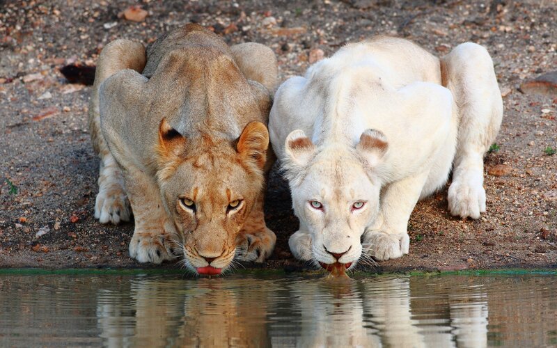 Two Lions Drinking Water — Brown, Calm, Afternoon