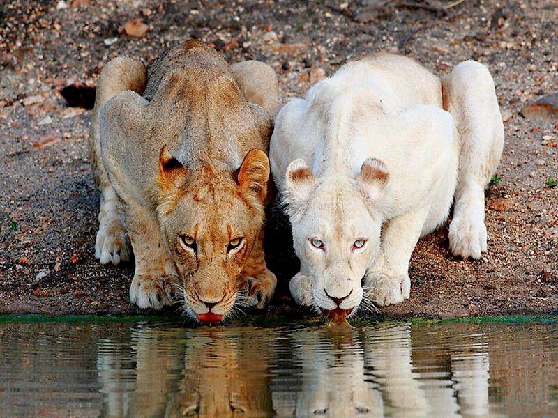 Two Lions Drinking Water — Brown