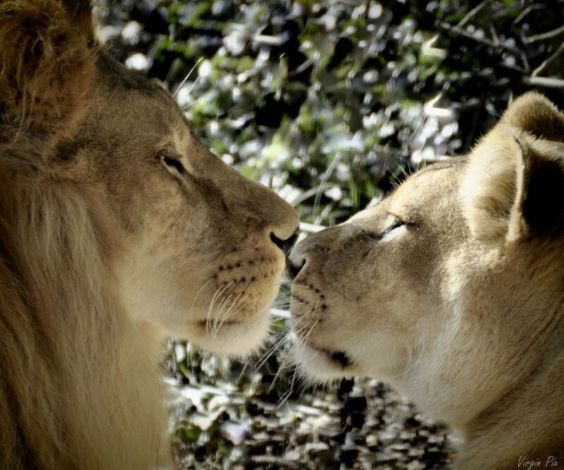 Two Lions Facing Each Other — Brown, Calm, Afternoon