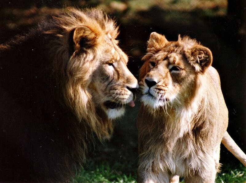 Two Lions Facing Each Other — Brown, Calm