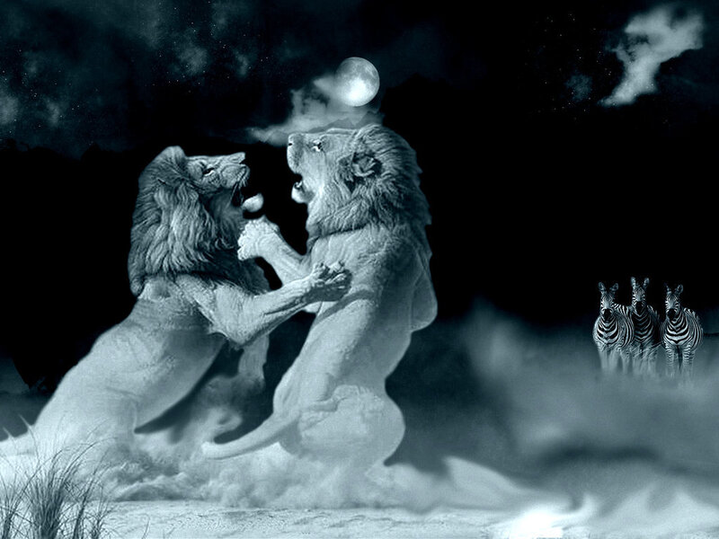 Two Lions Fighting — Black