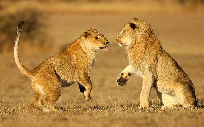 Two Lions Fighting — Brown, Dramatic, Sunset, Photograph