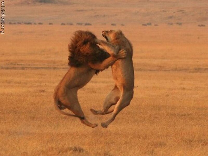 Two Lions Fighting — Brown