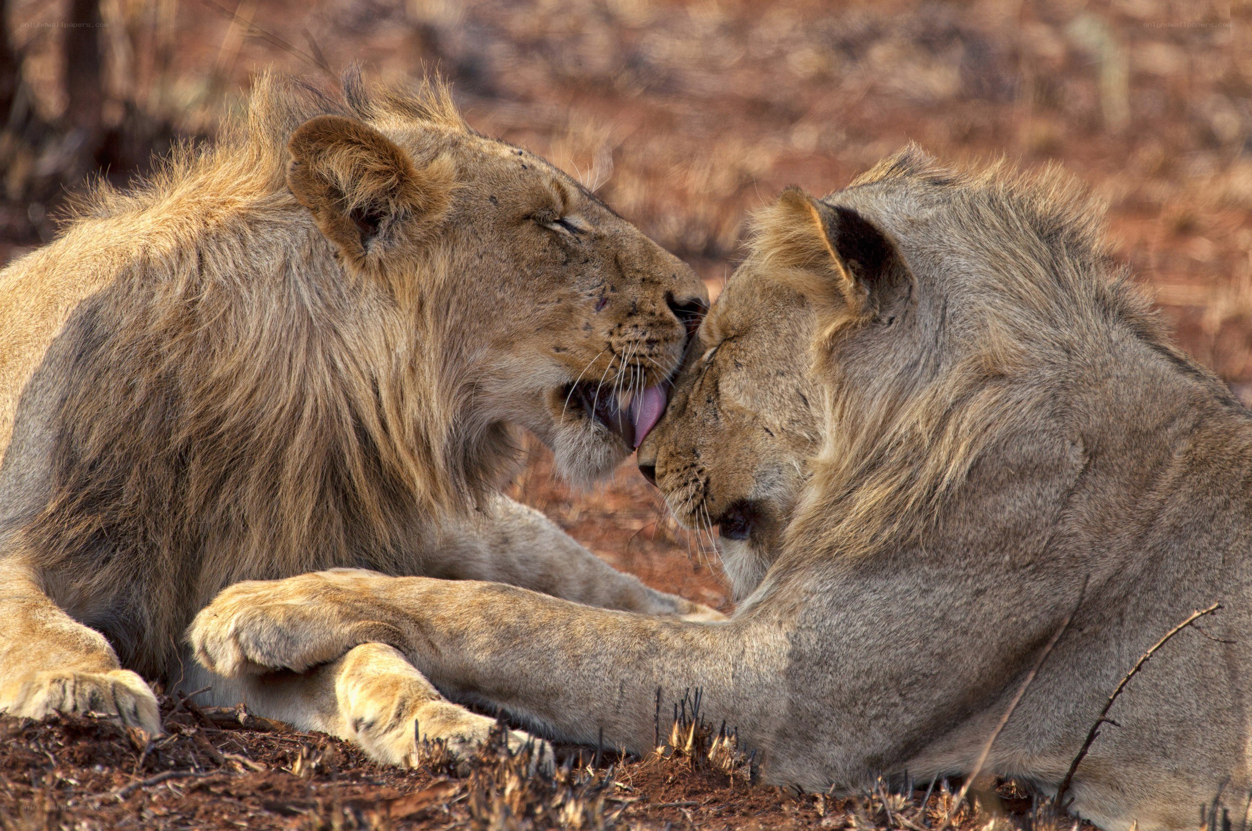 Two lions grooming each other