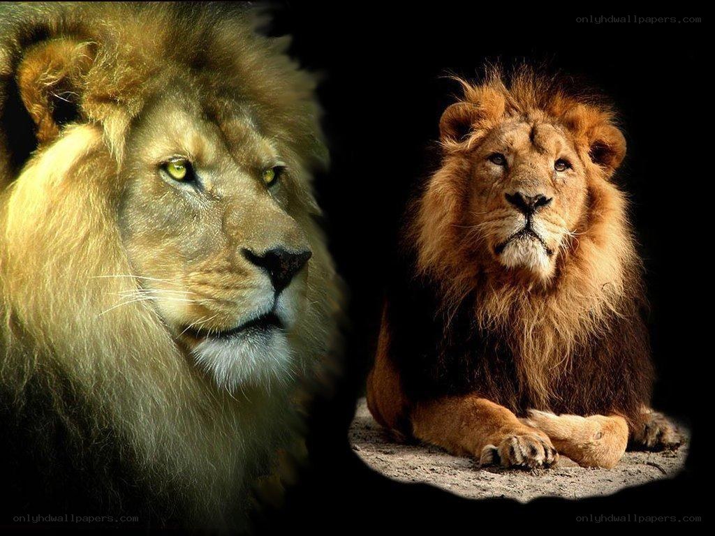 Two lions in a dark setting