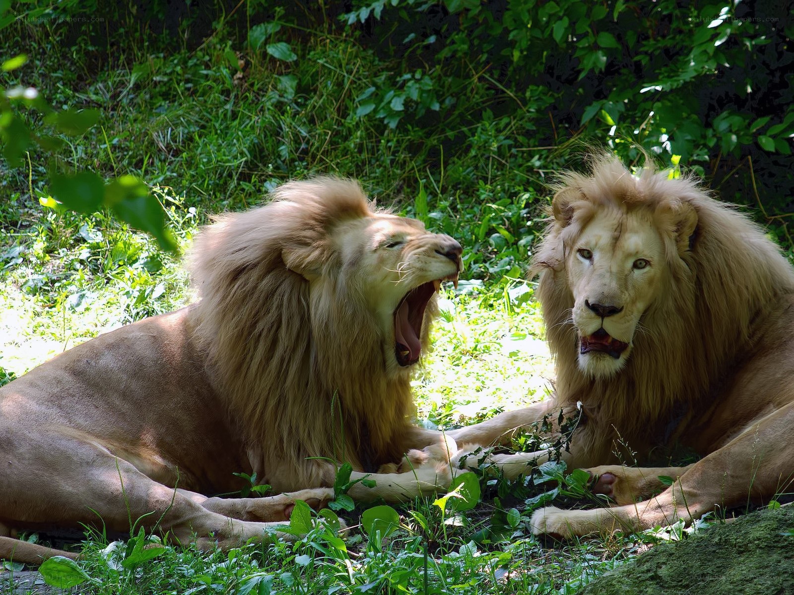 Two lions in a grassy area