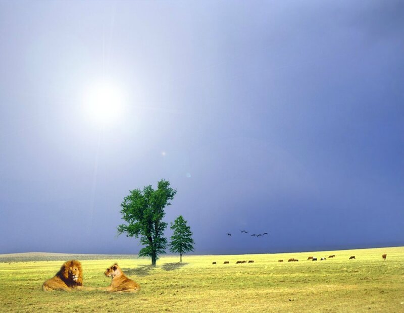 Two Lions in Field