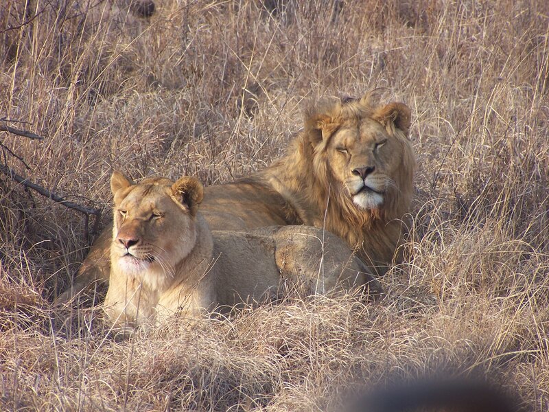 Two Lions in Grass — Brown, Calm