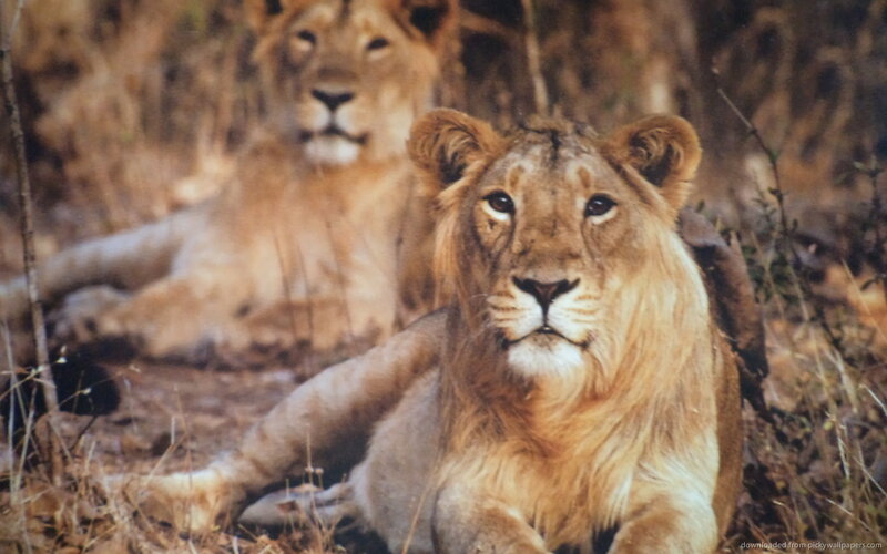 Two Lions in Grass