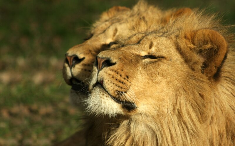 Two Lions in Profile — Brown, Calm