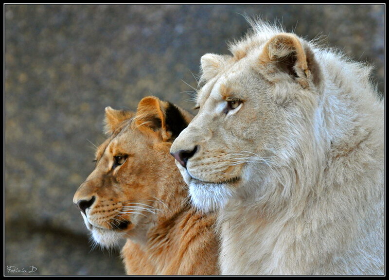 Two Lions in Profile — Tan