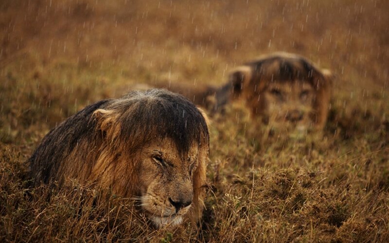 Two Lions in Rain