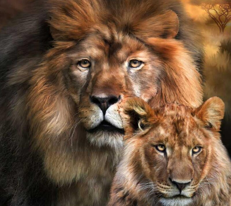 Two Lions in Savanna