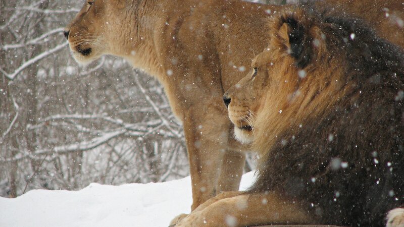 Two Lions in Snow — Brown, Calm