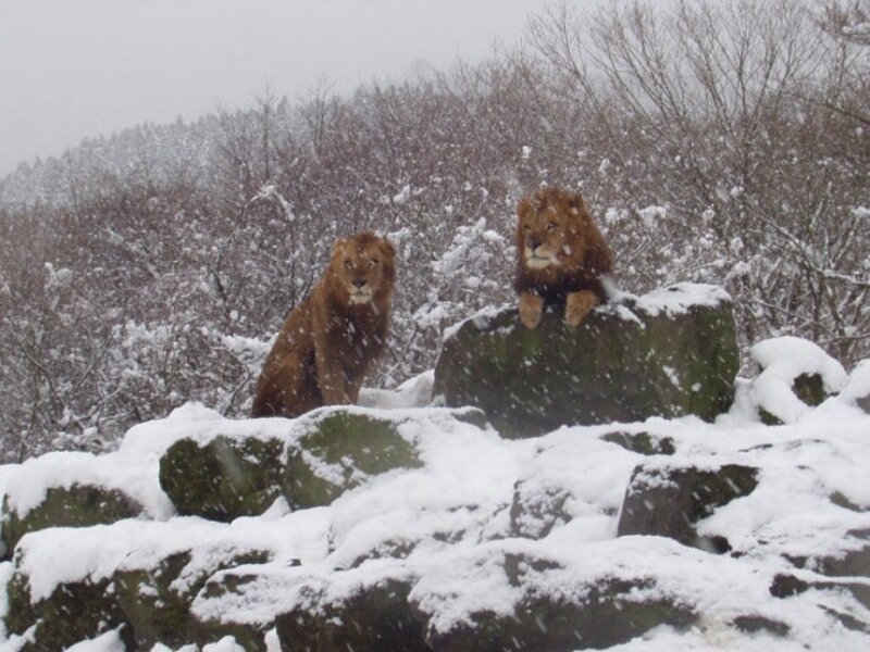 Two Lions in Snow
