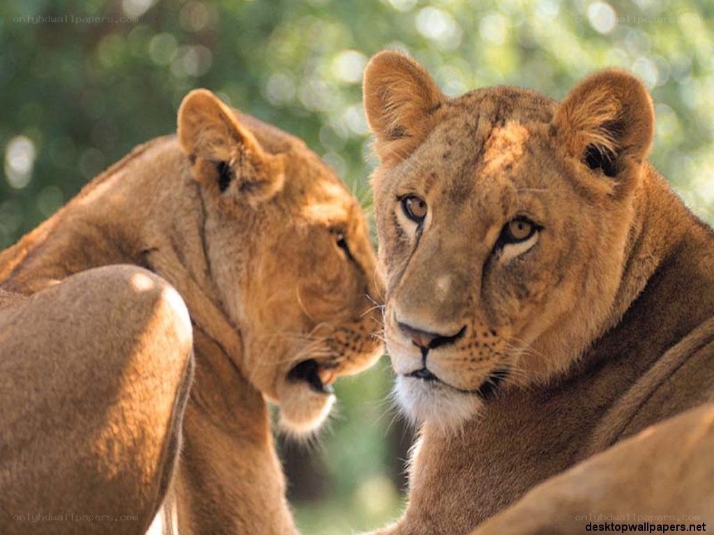 two lions in the wild