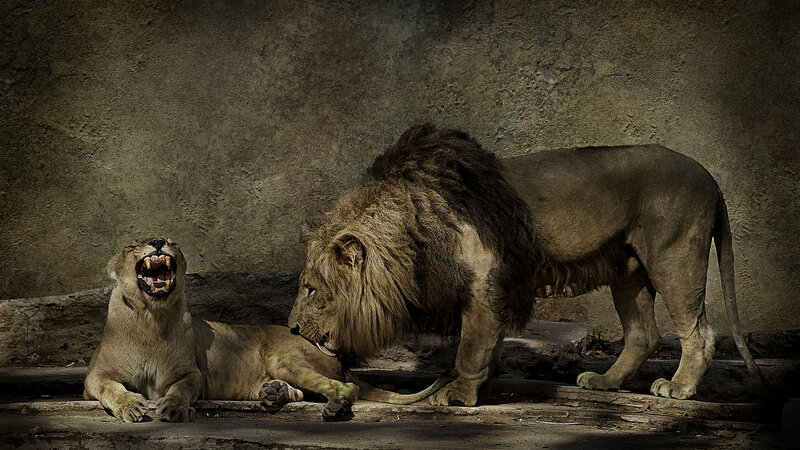 Two Lions Interacting — Brown, Dramatic