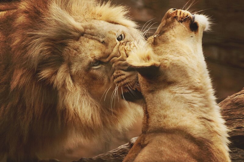 Two Lions Interacting — Brown, Intense