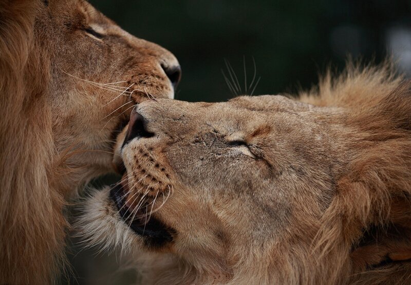 Two Lions Interacting — Brown