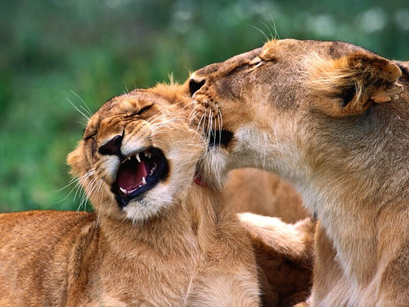 Two lions interacting closely