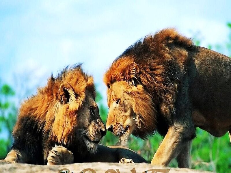 Two lions interacting