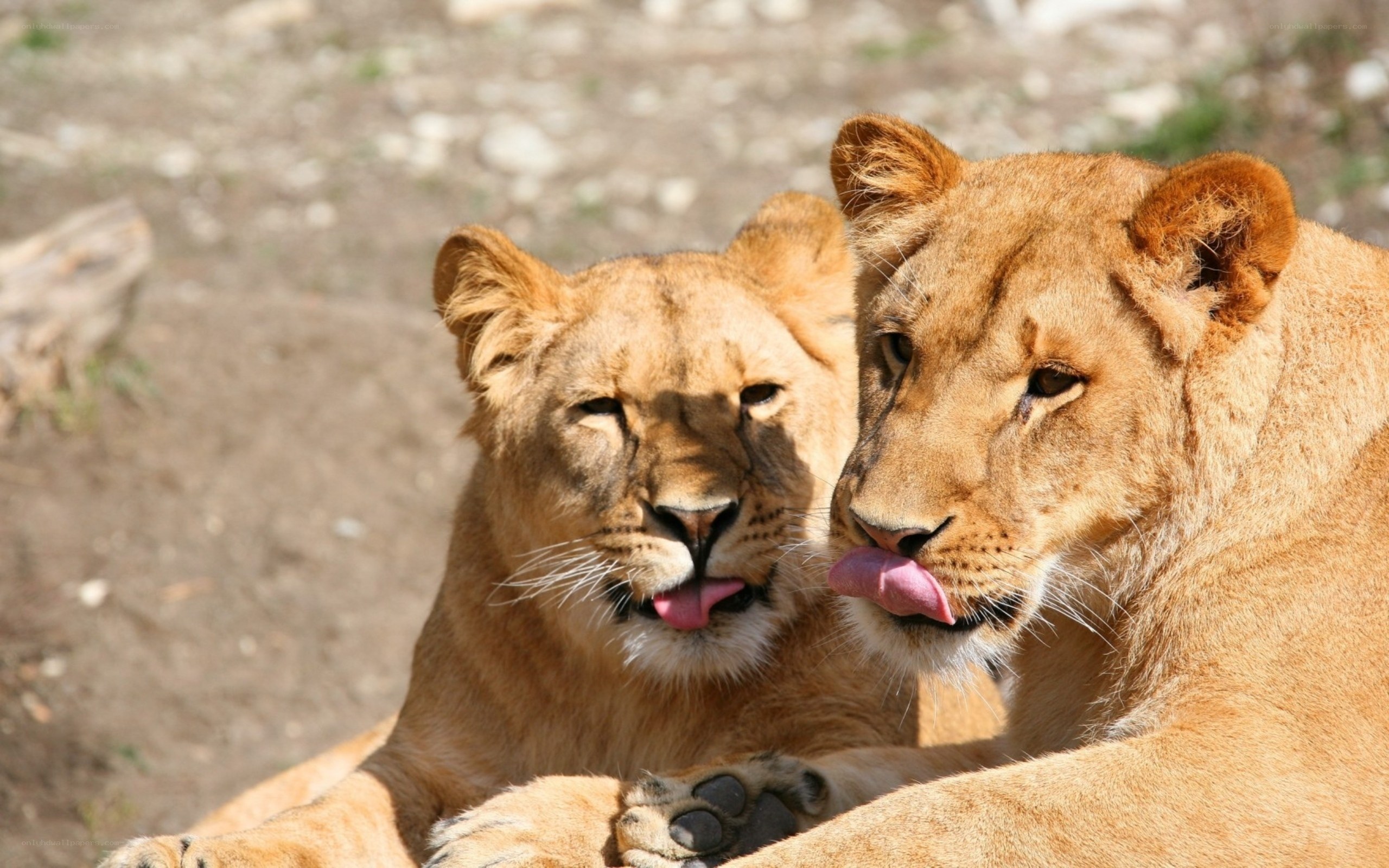 two lions licking their lips