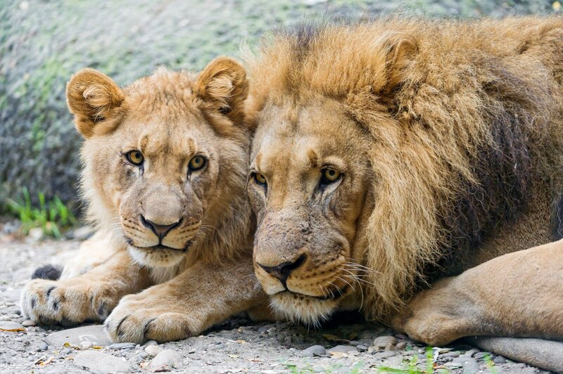 Two Lions Lying Down — Brown