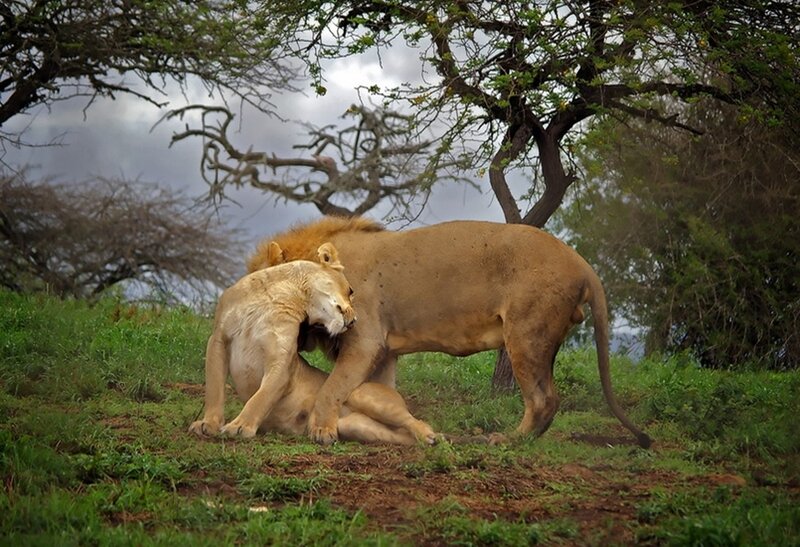 Two Lions Mating — Green, Natural