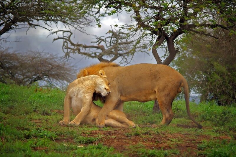 Two Lions Mating — Green