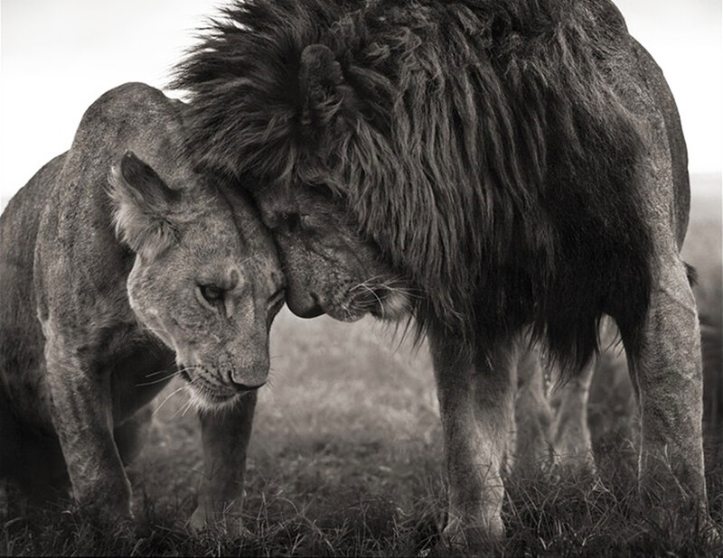 Two Lions Nuzzling — Black
