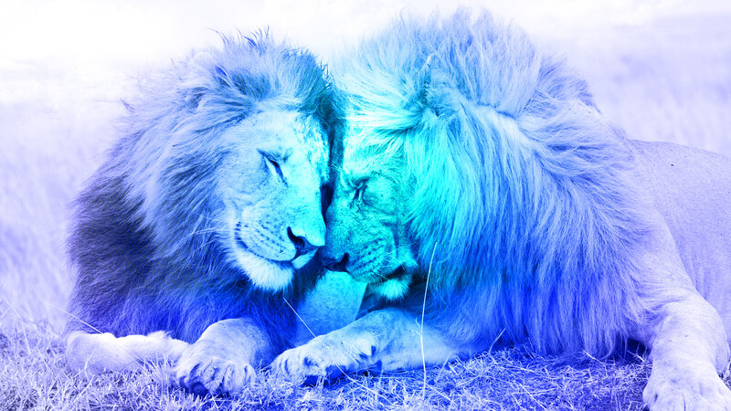 Two Lions Nuzzling — Blue