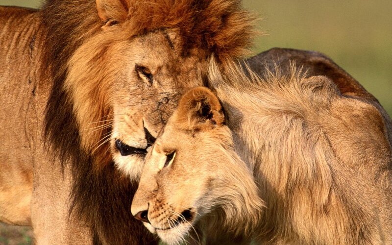 Two Lions Nuzzling — Brown, Calm, Afternoon, Photograph, Lion