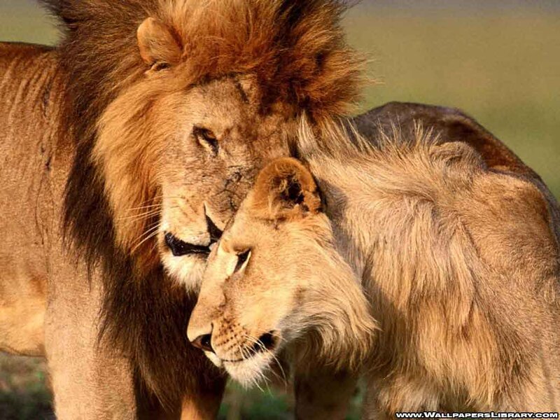 Two Lions Nuzzling — Brown, Calm, Afternoon