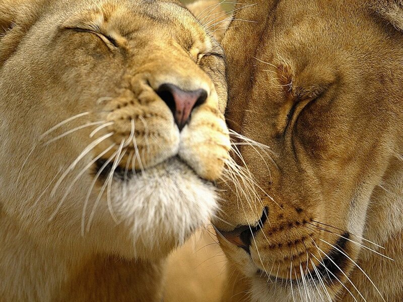 Two Lions Nuzzling — Brown, Calm, Photograph, Whiskers