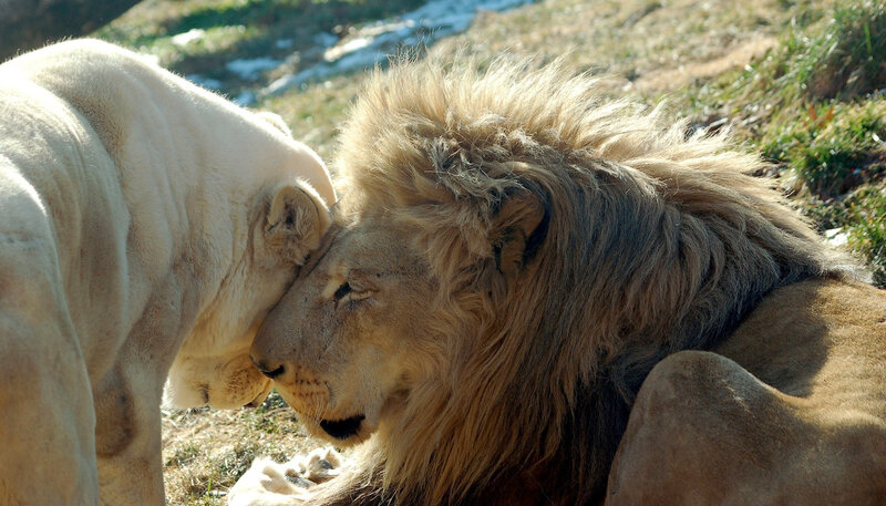 Two Lions Nuzzling — Brown, Calm, Winter