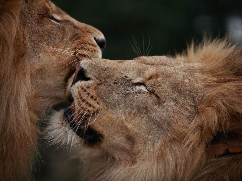 Two Lions Nuzzling — Brown, Intimate, Photograph