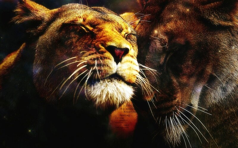 Two Lions Nuzzling — Brown, Intimate