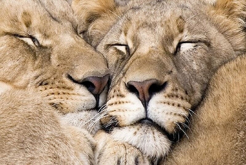 Two Lions Nuzzling — Brown, Peaceful, Photograph