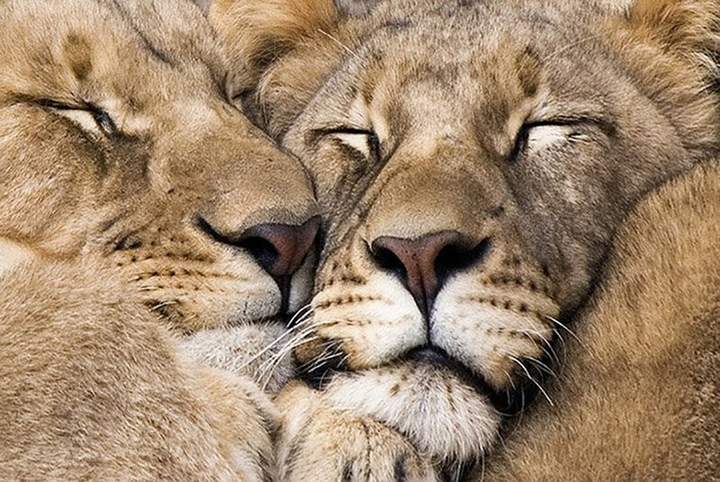Two Lions Nuzzling — Brown, Peaceful