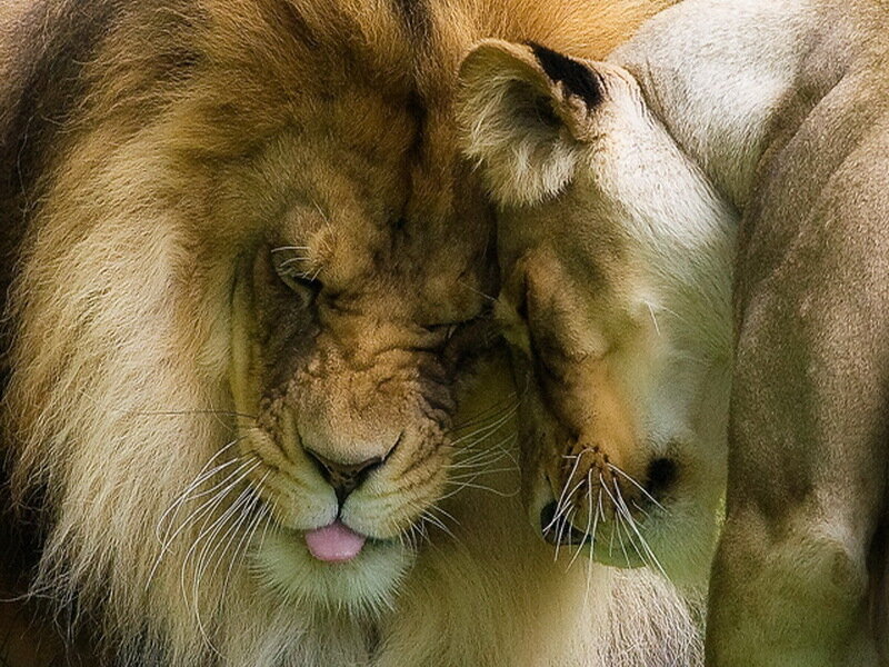 Two Lions Nuzzling — Brown