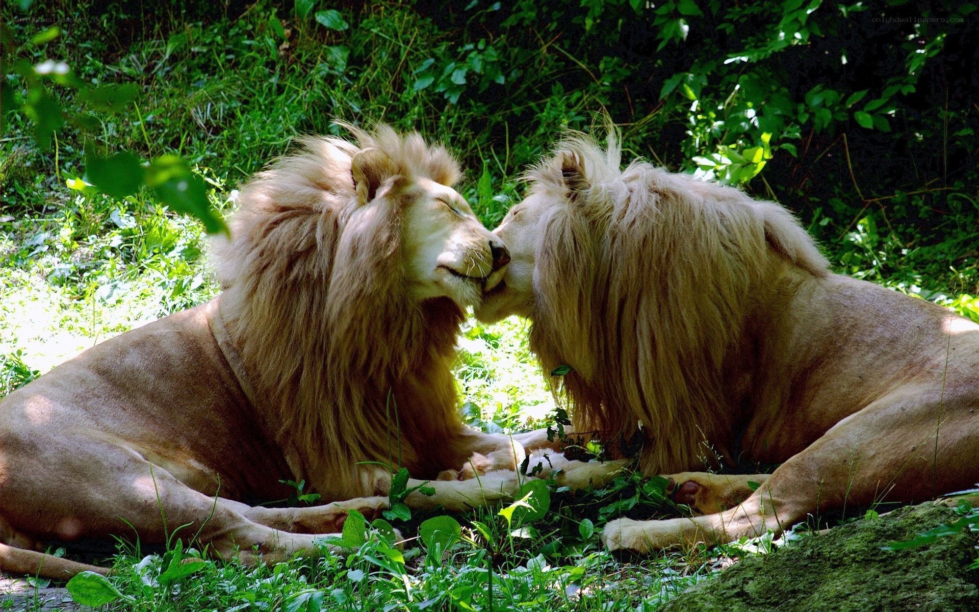 Two lions nuzzling in the wild