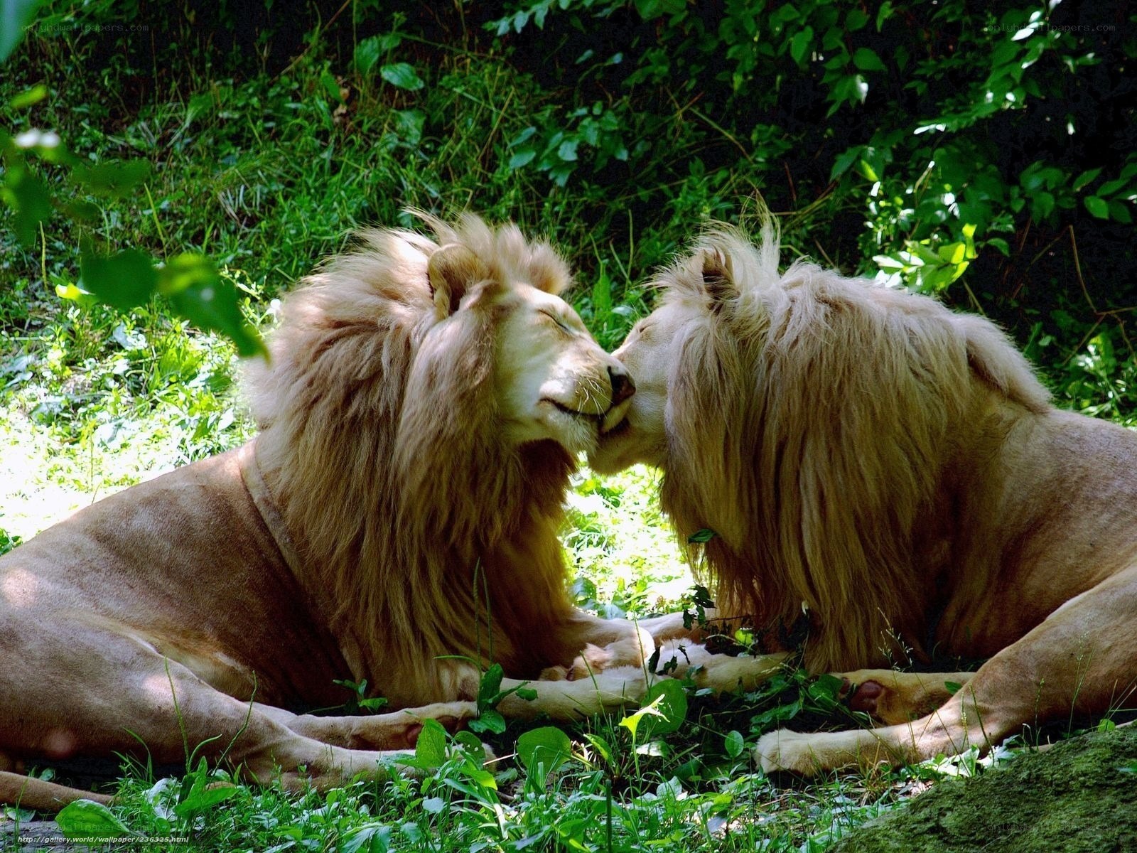 Two lions nuzzling in the wild