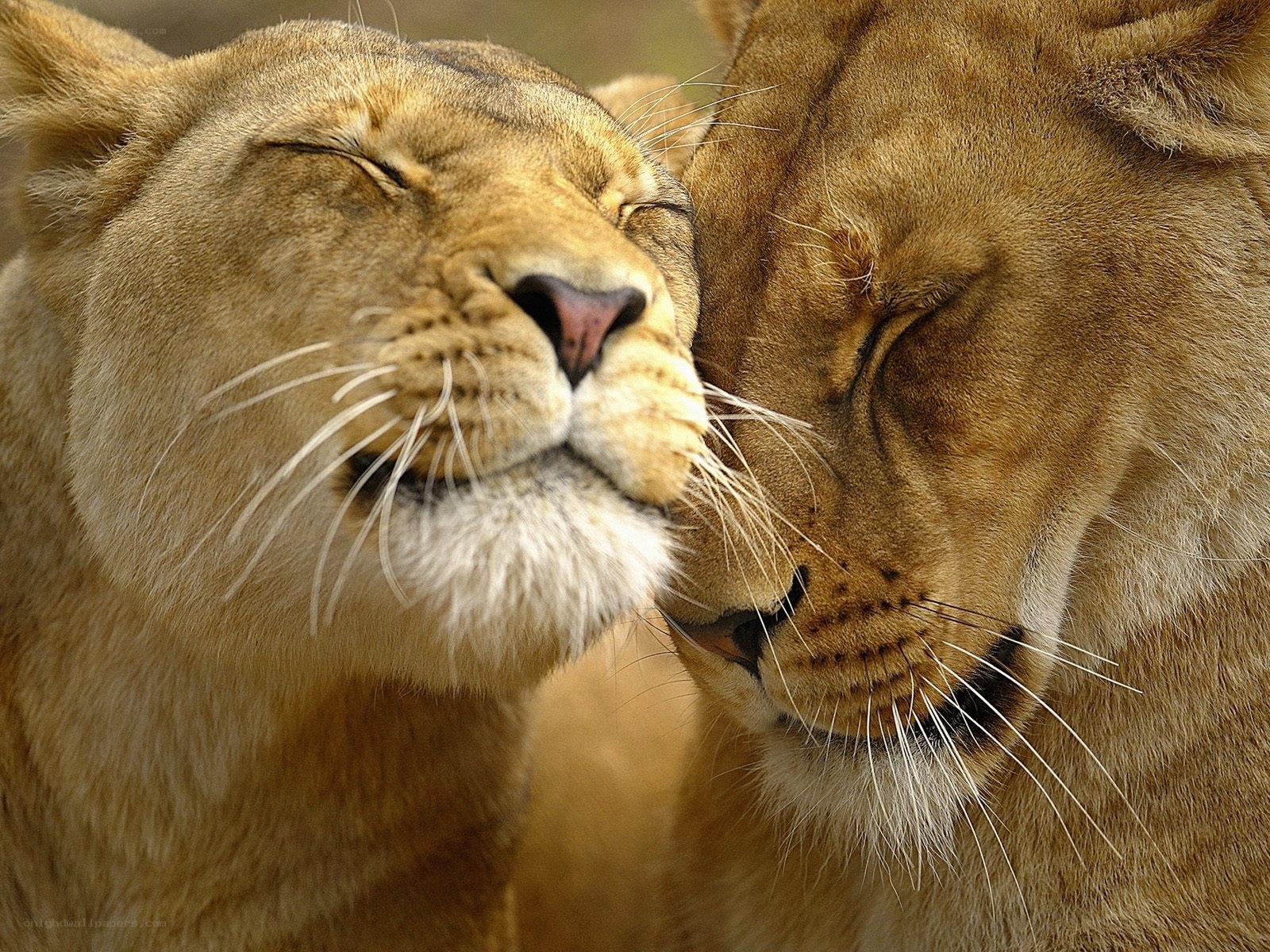 Two lions nuzzling peacefully