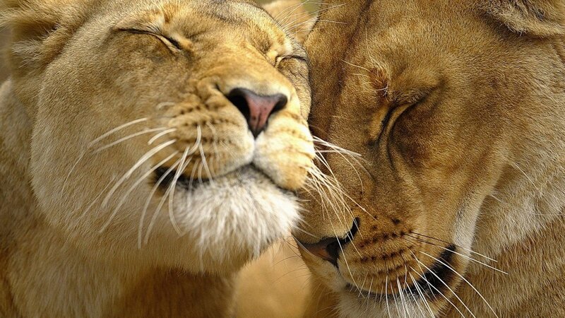 two lions nuzzling peacefully