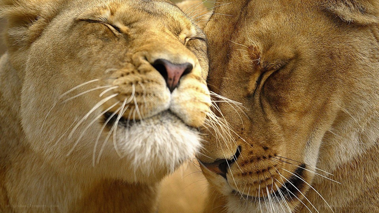 two lions nuzzling peacefully