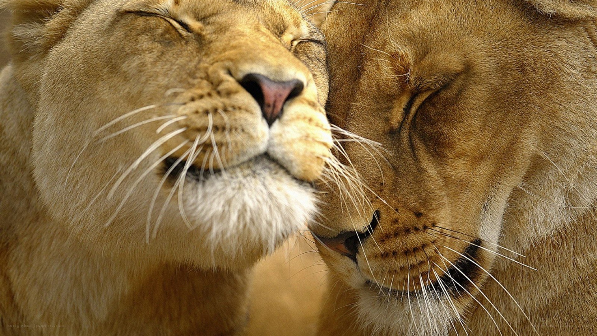 Two lions nuzzling peacefully