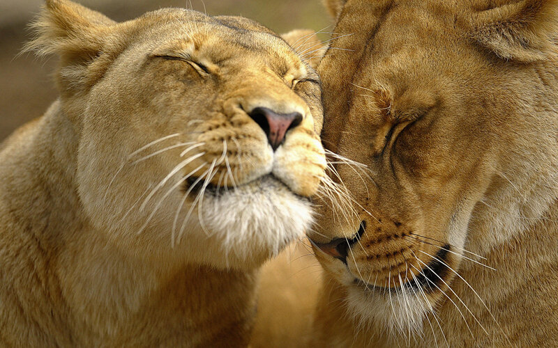 Two lions nuzzling peacefully
