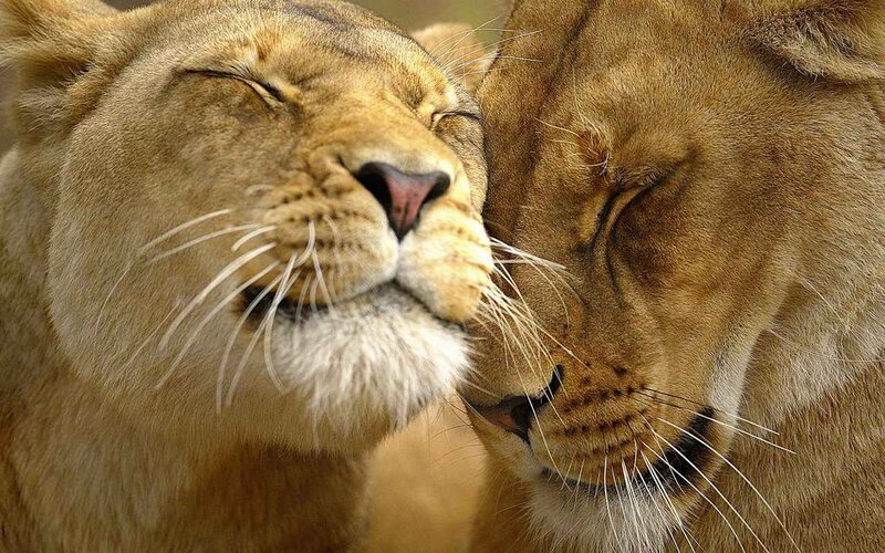 two lions nuzzling peacefully