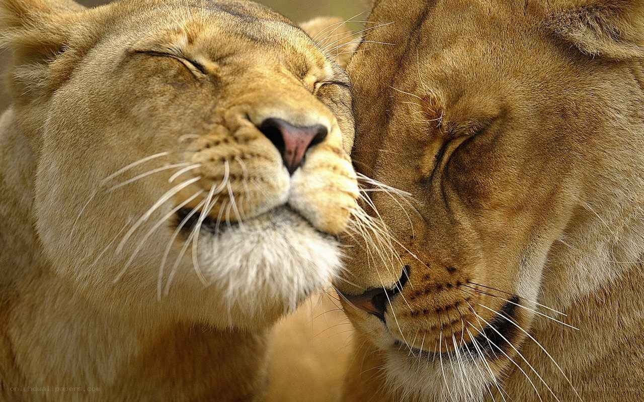 two lions nuzzling peacefully